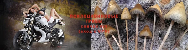 гашик Пересвет
